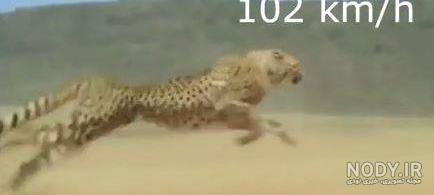 عکس ببر نارنجی عکس ببر نارنجی