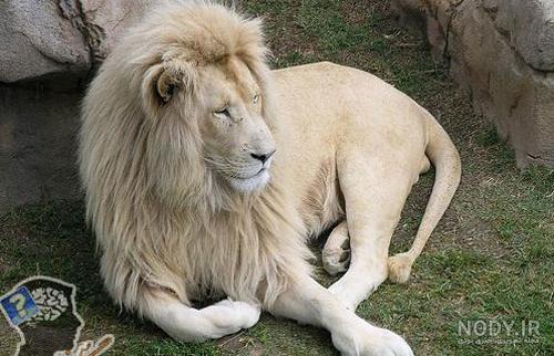 عکس بچه شیر برای نقاشی