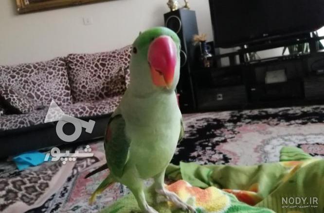 عکس جوجه شاه طوطی عکس جوجه شاه طوطی