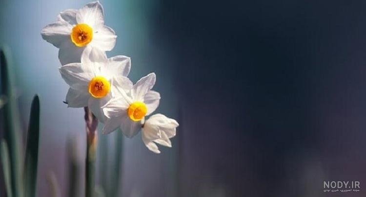 عکس زیبا گل نرگس برای پروفایل