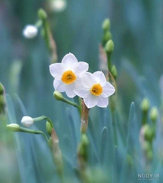 عکس زیبایی از گل نرگس