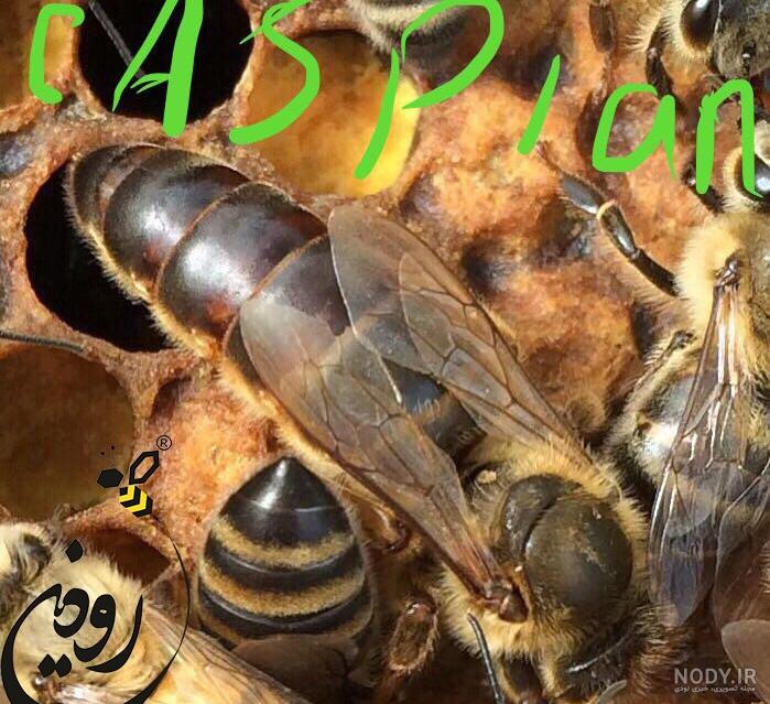 عکس ملکه زنبورعسل ایرانی عکس ملکه زنبورعسل ایرانی