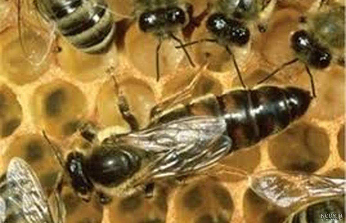 عکس ملکه زنبورهای عسل عکس ملکه زنبورهای عسل
