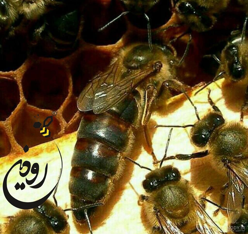 عکس ملکه زنبوری واقعی عکس ملکه زنبوری واقعی