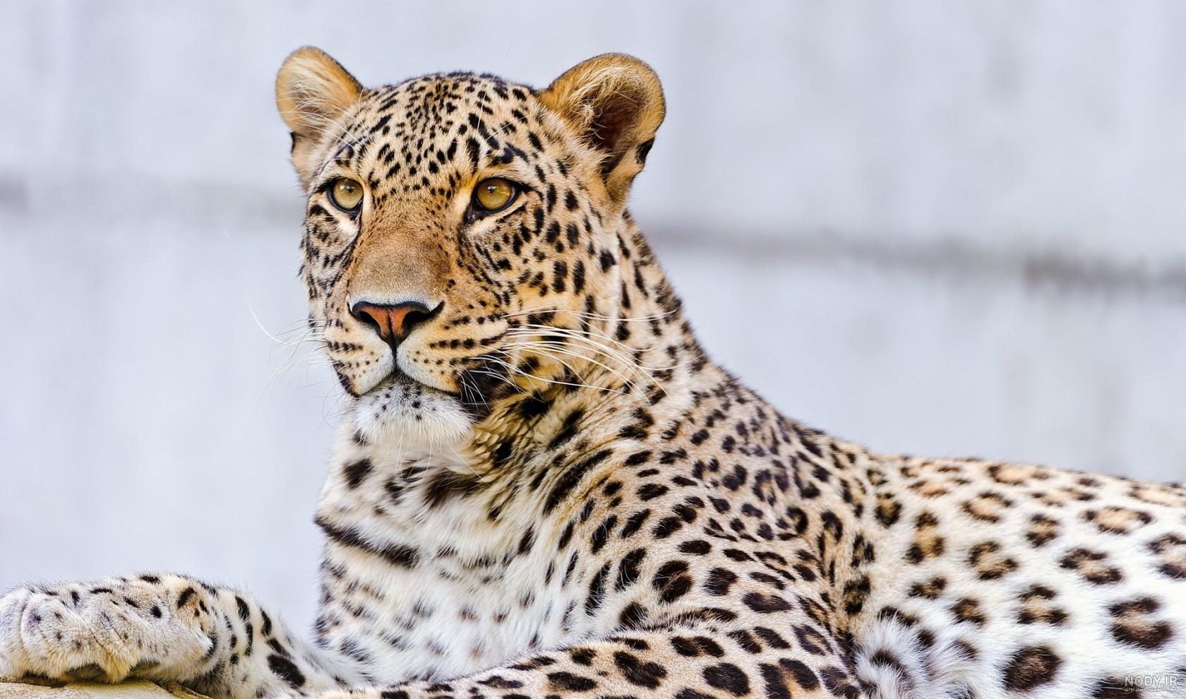 عکس پلنگ واقعی عکس پلنگ واقعی