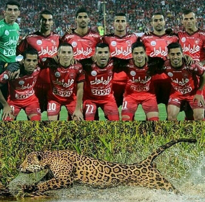 عکس پلنگ پرسپولیس عکس پلنگ پرسپولیس