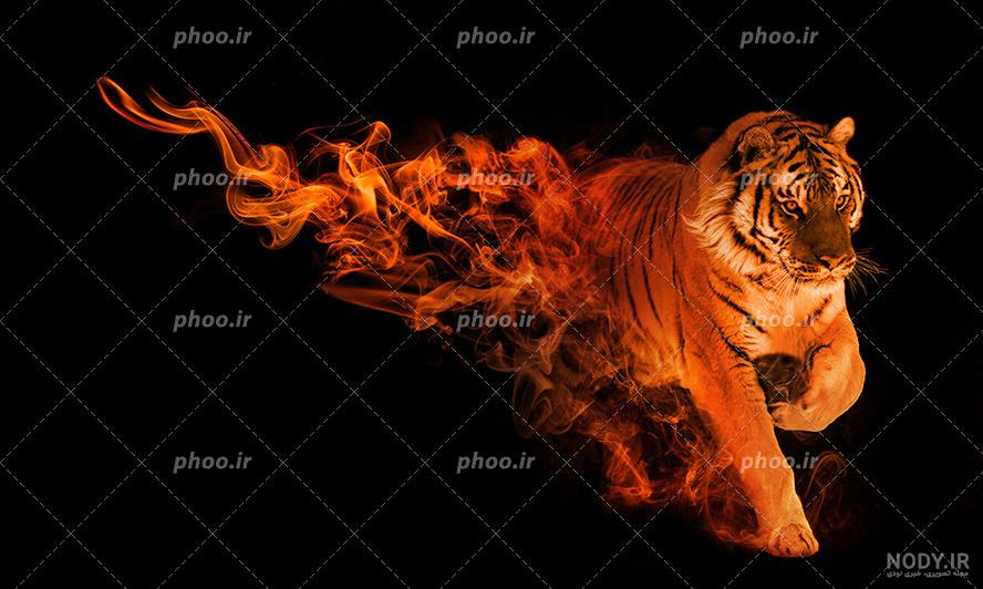 عکس چیتا و یوزپلنگ عکس چیتا و یوزپلنگ