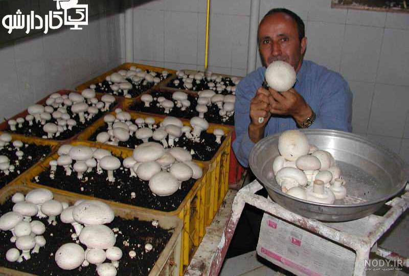 عکس کاشت ناخن قارچ گرفته عکس کاشت ناخن قارچ گرفته