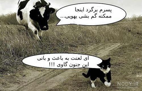 عکس گاو بامزه عکس گاو بامزه