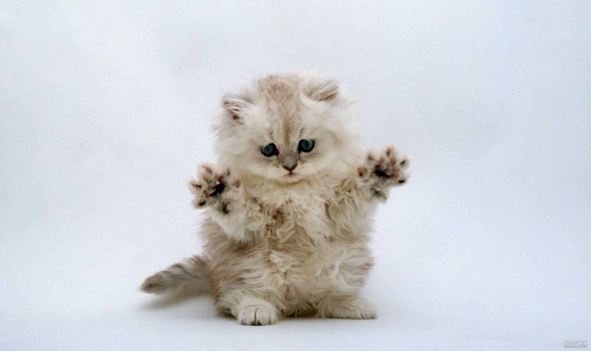 عکس گربه فانتزی برای پروفایل