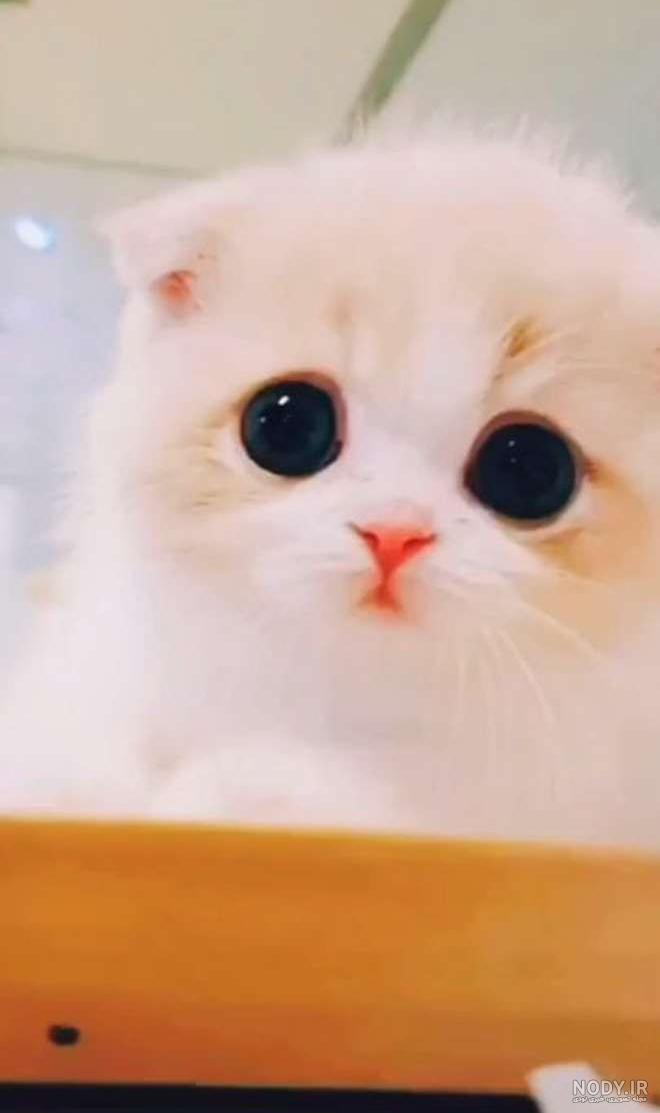 عکس گربه گوگولی