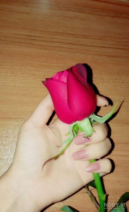عکس گل رز زرد