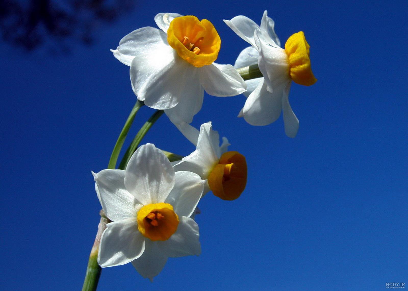 عکسهای زیبا از گل نرگس