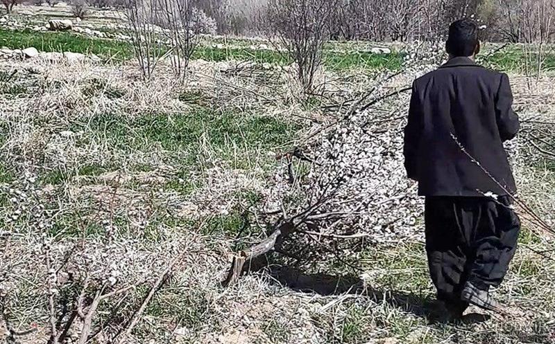 قله کمال ویکی پدیا قله کمال ویکی پدیا