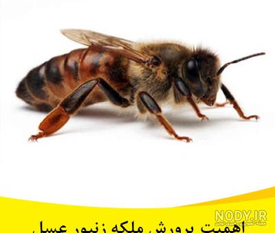محل زندگی زنبورهای عسل محل زندگی زنبورهای عسل