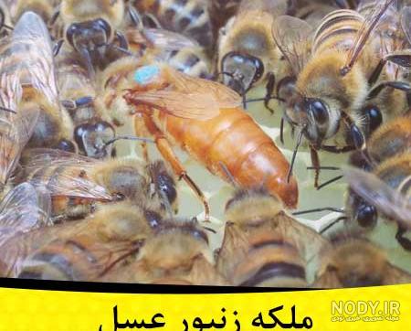 ملکه زنبورهای عسل در جدول ملکه زنبورهای عسل در جدول