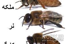 نام ملکه زنبورهای عسل نام ملکه زنبورهای عسل