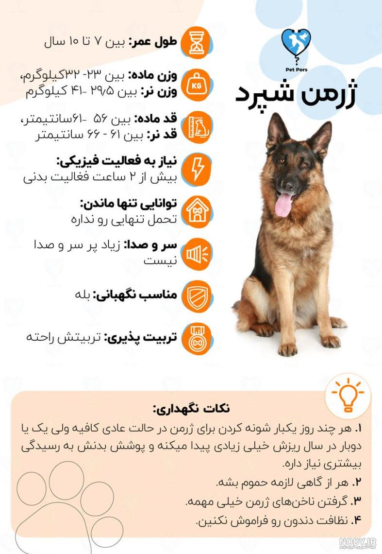 ژرمن ورک مو کوتاه ژرمن ورک مو کوتاه