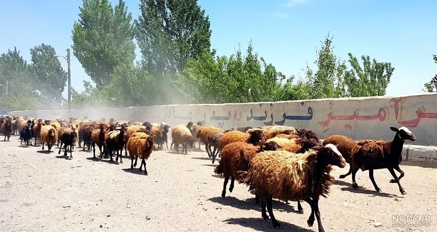 کمال داغی تبریز کمال داغی تبریز