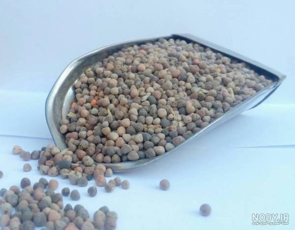 خاصیت گاودانه برای کبوتر خاصیت گاودانه برای کبوتر