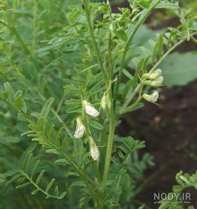 خواص گاودانه برای دام خواص گاودانه برای دام