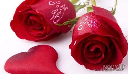دانلود عکس گل زیبا برای پروفایل واتساپ دانلود عکس گل زیبا برای پروفایل واتساپ