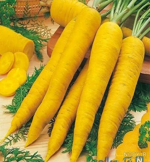 عکس زردک ایرانی