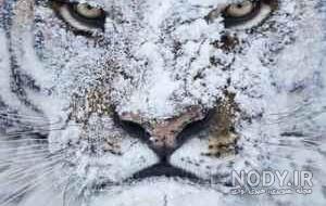 عکس پلنگ برای تصویر زمینه