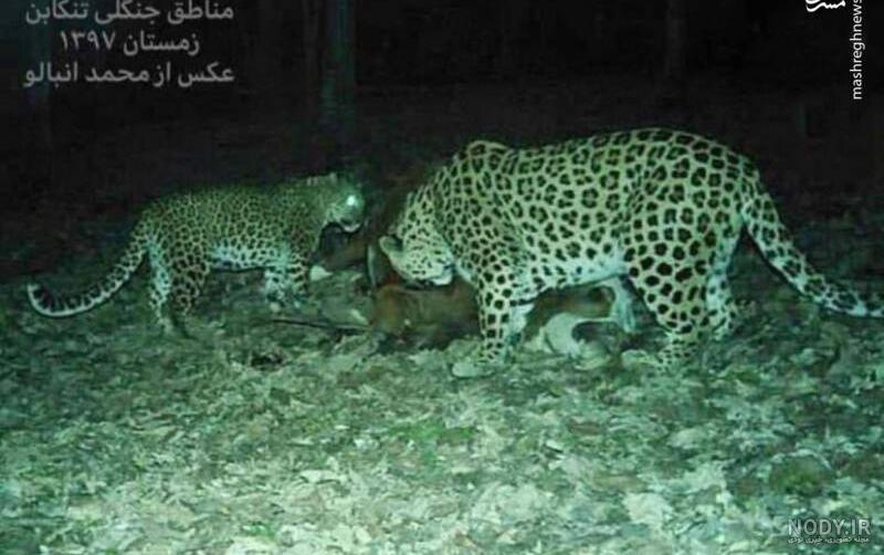 عکس پلنگ نوشته دار