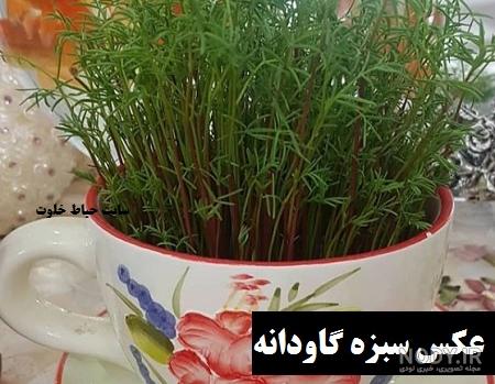 عکس گاودانه خور عکس گاودانه خور