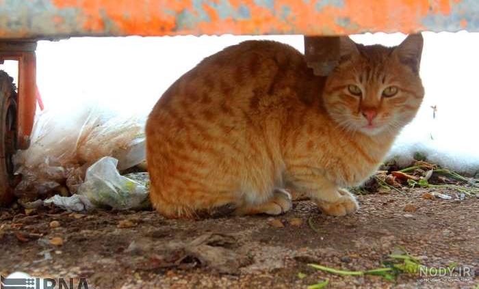 عکس گربه خیابانی