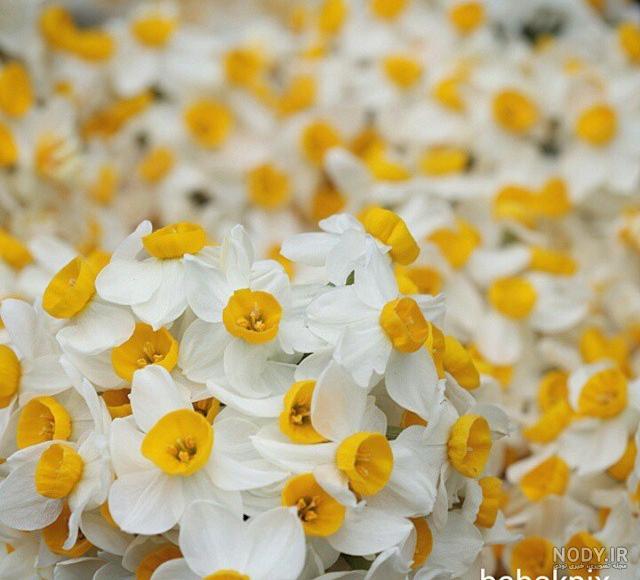 عکس گل نرگس در باران