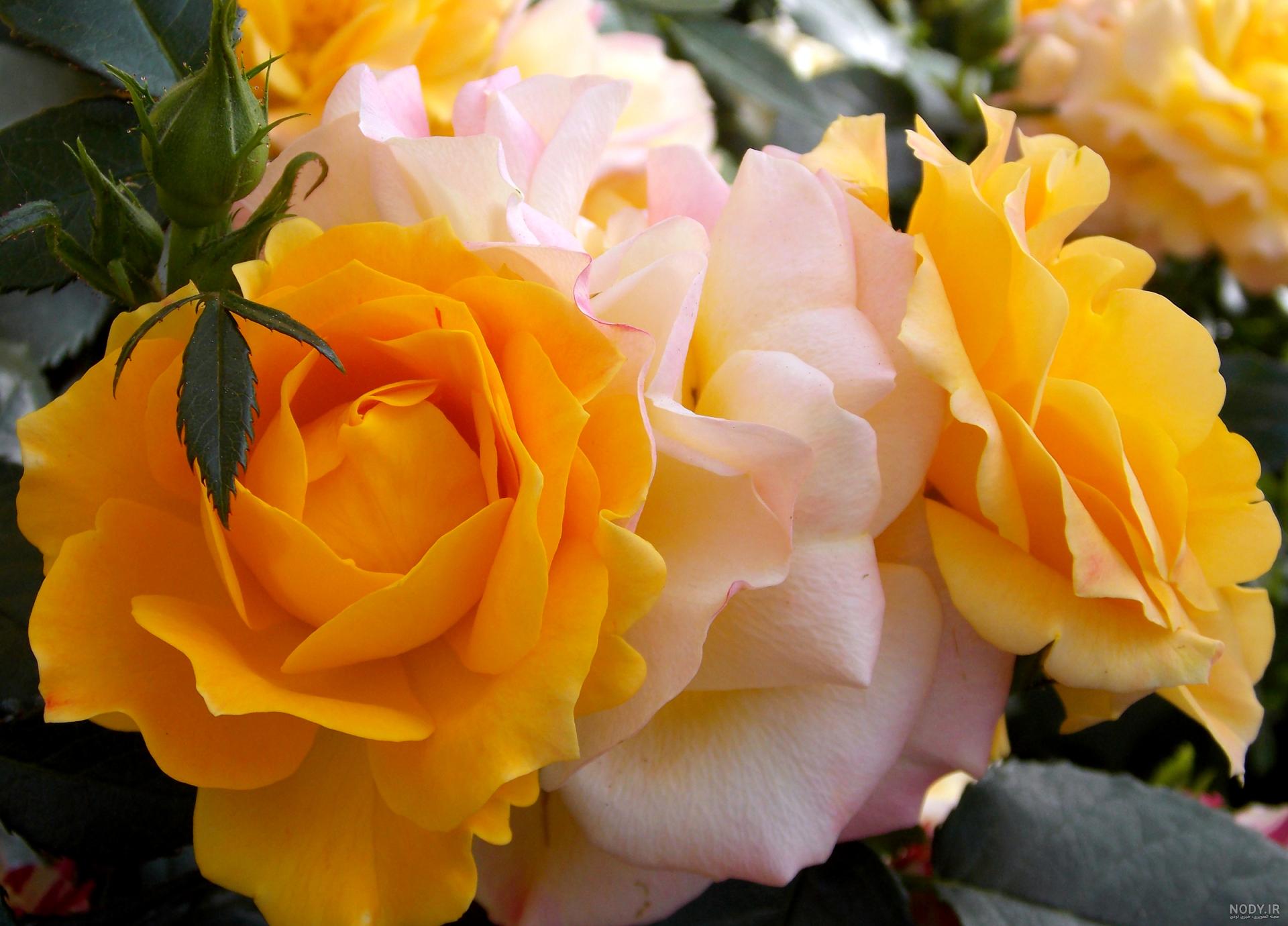عکس گل نوشته دار غمگین عکس گل نوشته دار غمگین