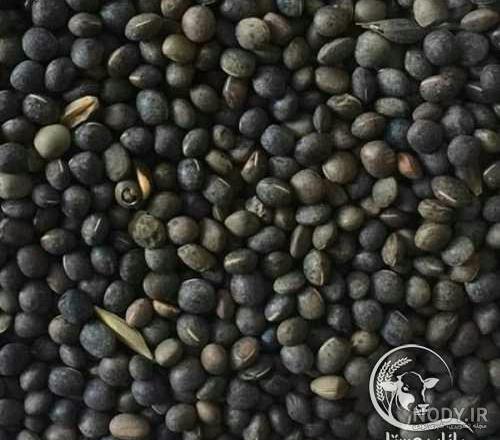 فواید گاودانه برای انسان فواید گاودانه برای انسان