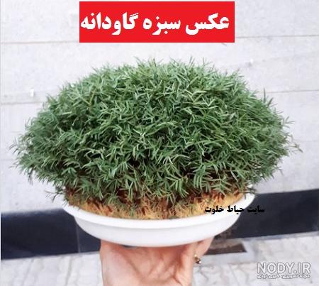 قیمت روز گاودانه قیمت روز گاودانه