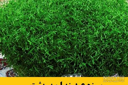 قیمت هر کیلو ذرت علوفه ای قیمت هر کیلو ذرت علوفه ای