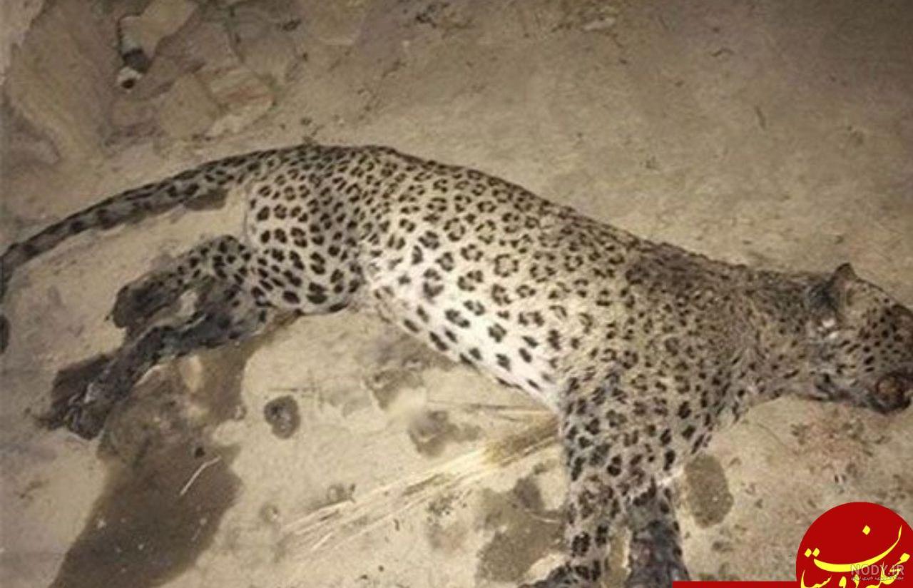 متن درباره پلنگ سیاه متن درباره پلنگ سیاه