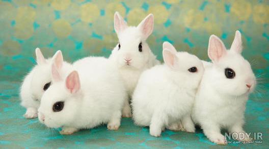 نگهداری خرگوش در زمستان نگهداری خرگوش در زمستان