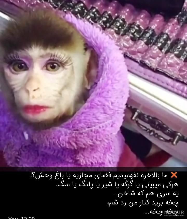 پلنگای معروف اینستا