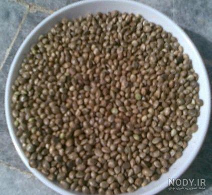 گاودانه برای چاقی گاودانه برای چاقی
