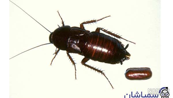آهنگ خاله سوسکه آهنگ خاله سوسکه