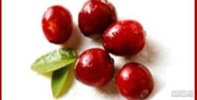 انواع درخت زغال اخته
