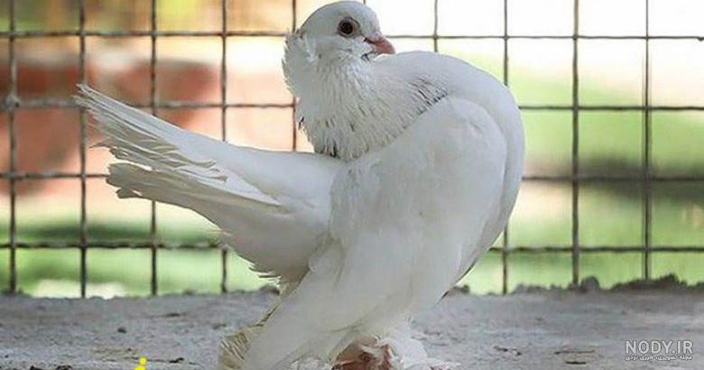 جاهای دیدنی برغان