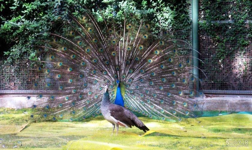 جاهای دیدنی کرج نی نی سایت