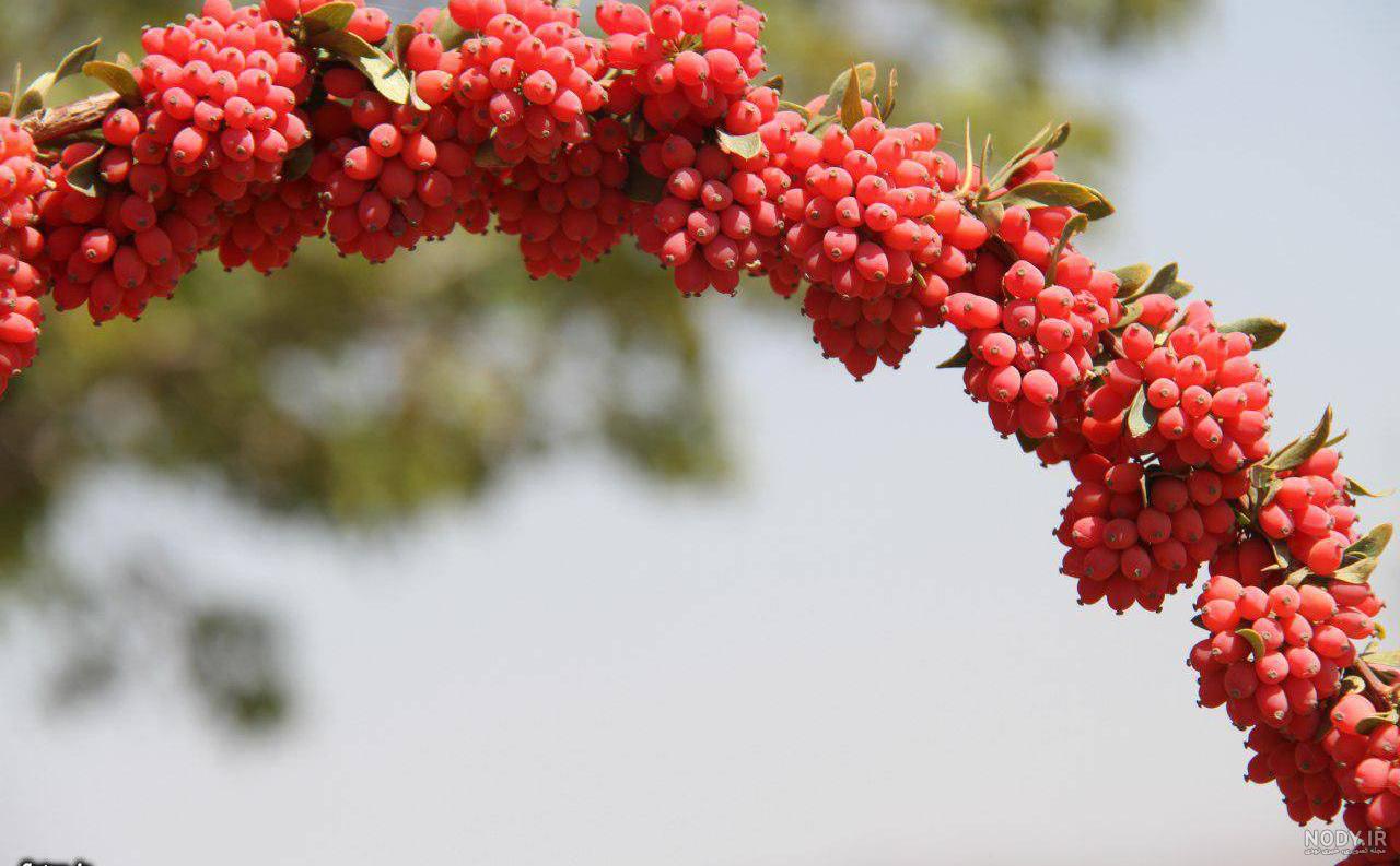 خواص زرشک سیاه کوهی