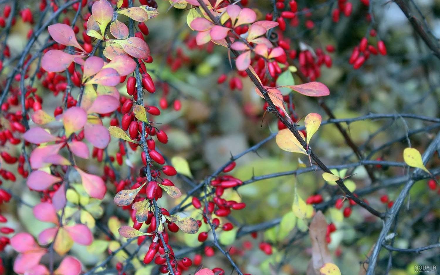 زرشک کوهی برای چی خوبه