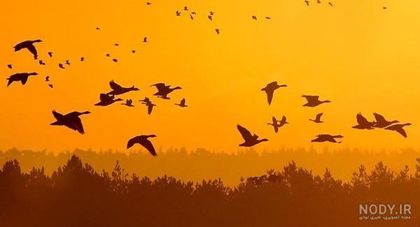 زیباترین قو زیباترین قو