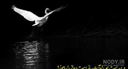 عکس بچه قو عکس بچه قو