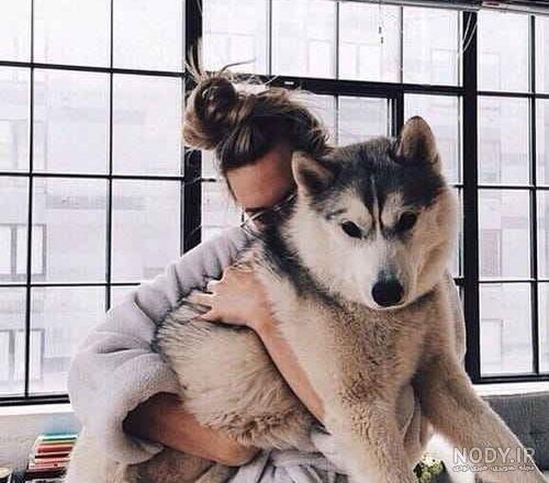 عکس سگ هاسکی برای تصویر زمینه