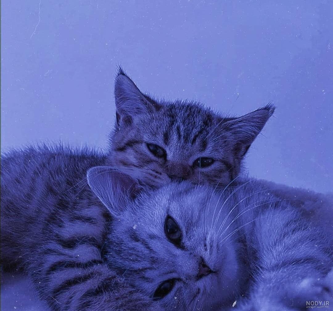 عکس گربه بانمک برای پروفایل